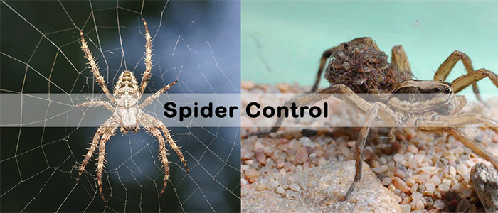 Reliable Spider Extermination Service